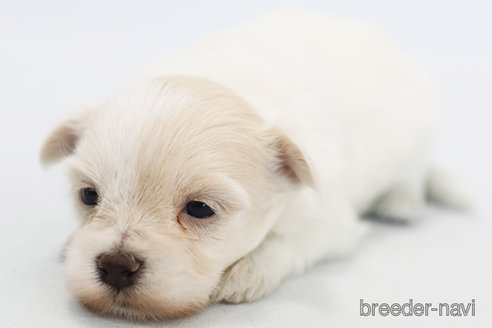 成約済の神奈川県のミックス犬-313793の4枚目